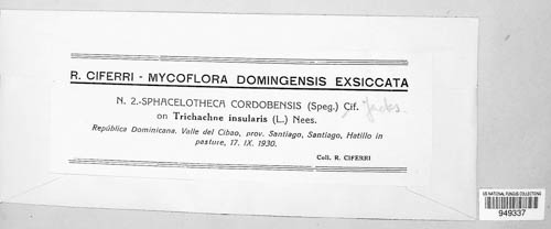 Sporisorium cordobense image